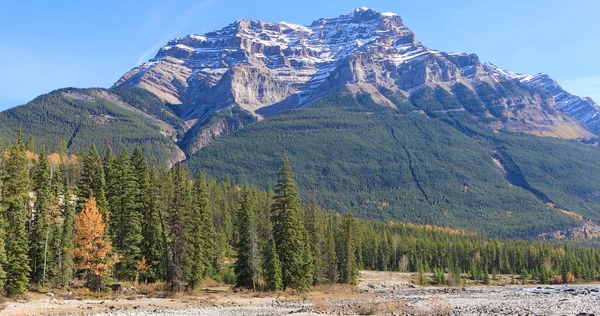 Rocky Mountain peak med träd i förgrunden — Stockfoto