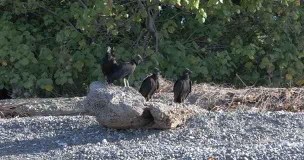 Grupo Abutres Negros Coragyps Atratus Loafing — Vídeo de Stock