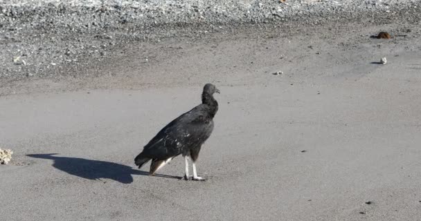 Single Black Vulture Coragyps Atratus Beach Costa Rica — Stock Video