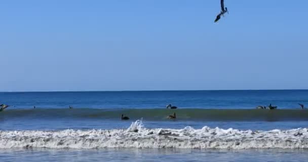 褐色鹈鹕 Pelecanus 花蓟马 在哥斯达黎加捕鱼4K — 图库视频影像