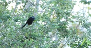 Groove gagalı Ani, Kosta Rika 4k Crotophaga sulcirostris