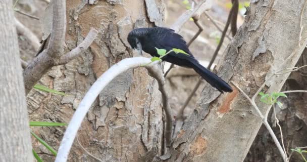 Άποψη Του Groove Τιμολογημένος Ani Crotophaga Sulcirostris Στην Κόστα Ρίκα — Αρχείο Βίντεο