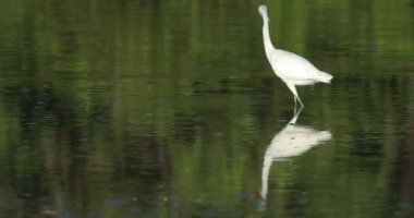 Olgunlaşmamış küçük mavi balıkçıl, Kosta Rika 4k dan Egretta caerulea