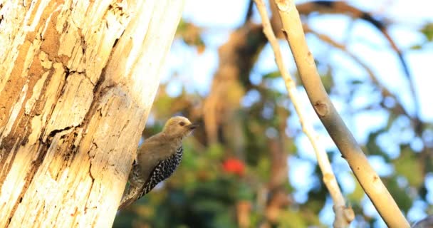 Hoffman Specht Melanerpes Hoffmannii Costa Rica — Stockvideo