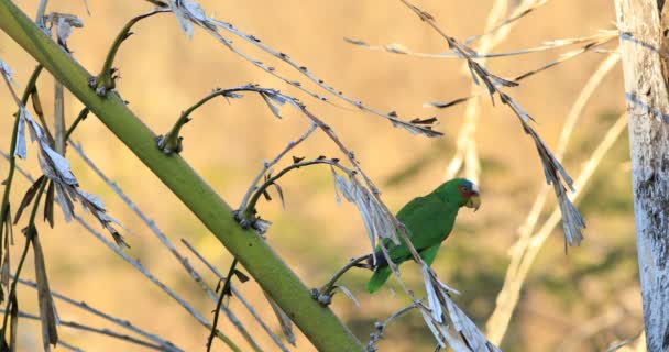 White Fronted Parrot Amazona Albifrons Costa Rica — Stockvideo