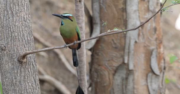 Turquoise Browed Motmot Eumomota Superciliosa Costa Rica — Stock Video