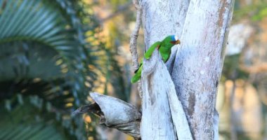 White-Fronted papağan, Kosta Rika 4 k Amazona albifrons görünümünü