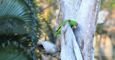 Görünüm White-Fronted papağan, Kosta Rika 4 k Amazona albifrons
