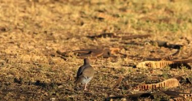 Beyaz - kanatlı güvercin, Zenaida asiatica, Kosta Rika 4k dan