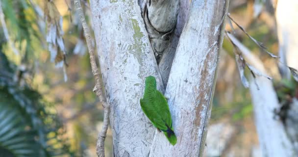 Vitpannad Papegoja Amazona Albifrons Söka Träd Lem — Stockvideo