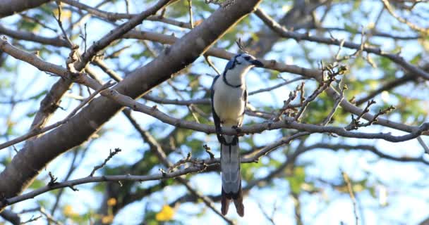 Fehértorkú Szarka Jay Calocitta Formosa Costa Rica — Stock videók