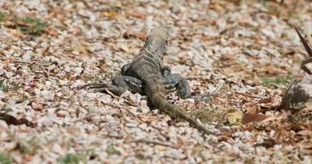 Samice Zelené Leguán Iguana Iguana Kostarice — Stock video