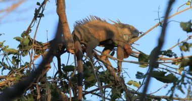 Yeşil Iguana, Iguana iguana, ağaçta 4 k uyku