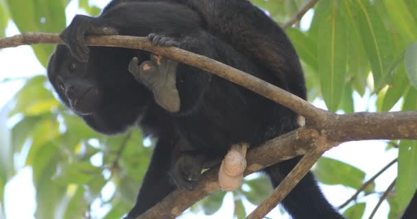 Närbild Manlig Mantled Vrålapor Alouatta Palliata — Stockvideo