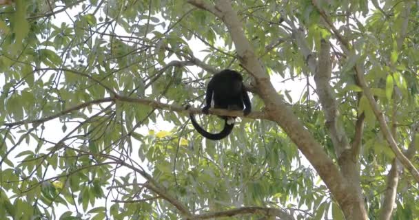 男覆盖吼猴 Alouatta Palliata 在树上游荡4K — 图库视频影像