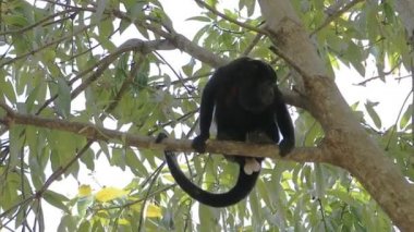 Mantled uluyan bir ağaçta loafing maymun, Alouatta palliata,