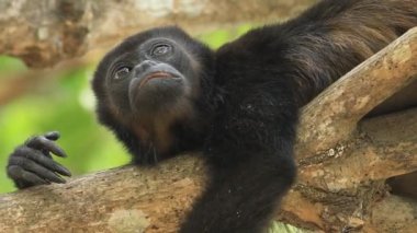 Portre, Mantled uluyan maymun, Alouatta palliata, Kosta Rika