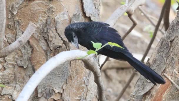 Vista Ani Groove Faturado Crotophaga Sulcirostris Costa Rica — Vídeo de Stock