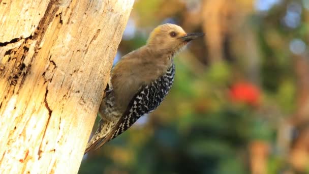 霍夫曼的啄木鸟 Melanerpes Hoffmannii 在哥斯达黎加的看法 — 图库视频影像