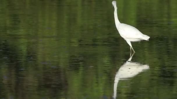 Juvenilní Volavka Modrošedá Egretta Modrý Kostariky — Stock video