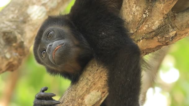 Портрет Mantled Ревун Мавпи Alouatta Palliata Коста Ріці — стокове відео