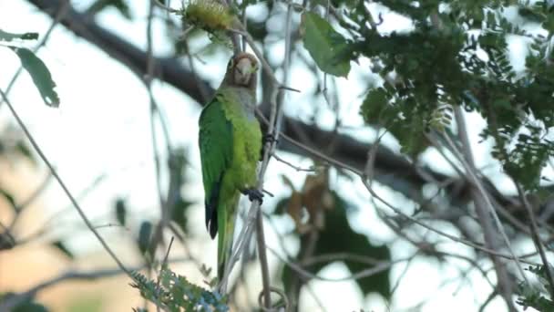 Červená Vých Papoušek Amazona Podzimní Kostariky — Stock video