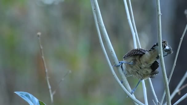 舞い降りる Naped ミソサザイ Rufinucha コスタリカから — ストック動画