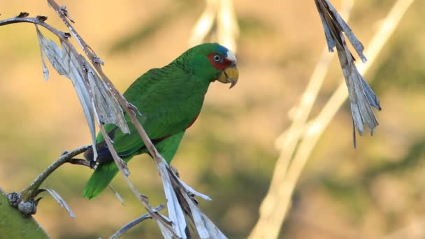 Amazona Frente Blanco Amazona Albifrons Costa Rica — Vídeo de stock