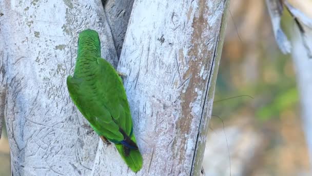 Vitpannad Papegoja Amazona Albifrons Söka Möjliga Häckar — Stockvideo