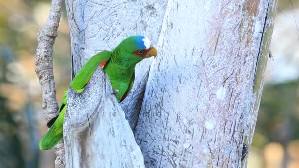 White Fronted Papağan Kosta Rika Dan Amazona Albifrons Görünümünü — Stok video