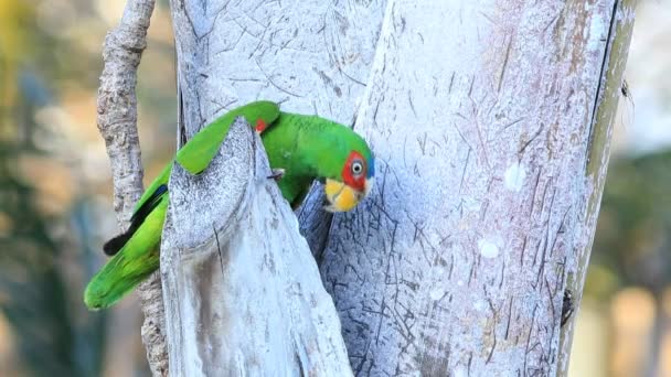 Vista Papagaio Frente Branca Amazona Albifrons Costa Rica — Vídeo de Stock