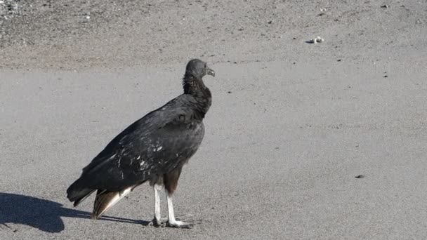 Samotny Sępnik Czarny Coragyps Atratus Plaży Kostaryce — Wideo stockowe