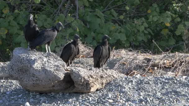 Grupo Abutres Negros Coragyps Atratus Loafing Praia — Vídeo de Stock