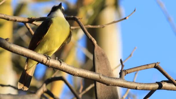 Vista Cercana Gran Kiskadee Pitangus Sulphuratus — Vídeo de stock