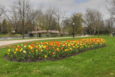 Victoria Park, Kitchener, Kanada 'da bahar çiçekleri