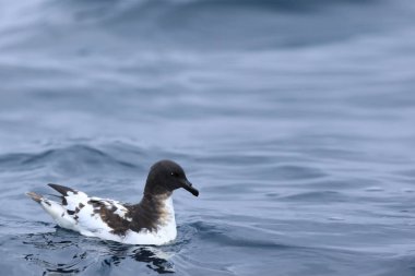 Cape Petrel, Daption kapense, denizde