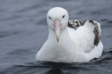Gibson 'ın dolaşan Albatross, diomedea exulans, yakın çekim