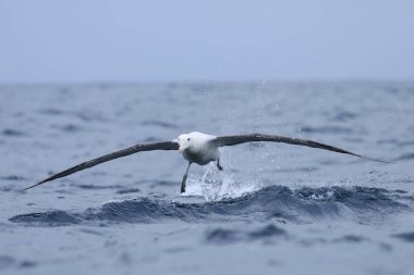 Gibson 'ın dolaşan Albatross, diomedea exulans, çıkar