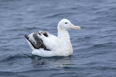 Gibson 'ın dolaşan Albatross, diomedea exulans, istirahat