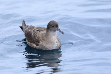 Kısa kuyruklu Shearwater, puffinus tenuirostris, denizde