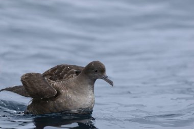 Kısa kuyruklu Shearwater, puffinus tenuirostris, okyanusta