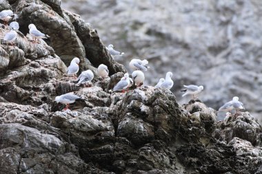 Colony Silver Gull, Chroicocephalus novaehollandiae