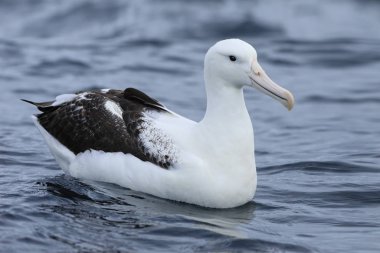 diomedea epomophora Güney Kraliyet Albatros