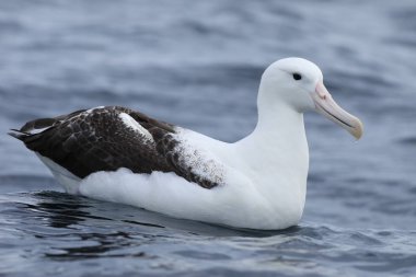 Güney Kraliyet Albatross, diomedea epomophora, denizde