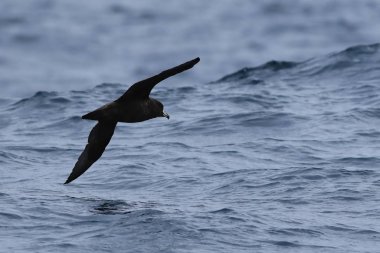 Westland Petrel, Procellaria westlandica, uçan