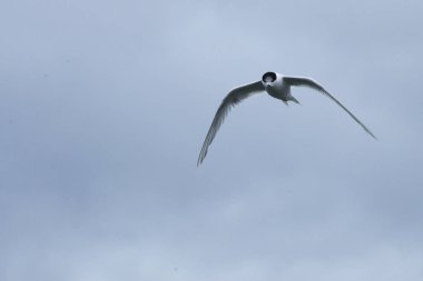 Beyaz-fronted tern, Sterna Striata, uçuş