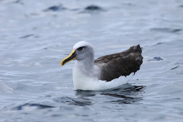 Buller ' s Albatross, Thalassarche bulleri, på vatten — Stockfoto
