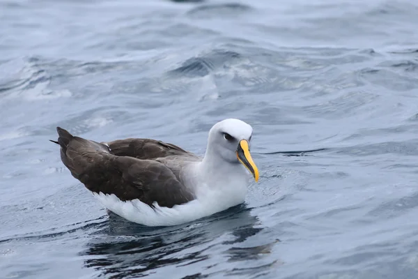 Buller ' s Albatross, Thalassarche bulleri, på havet — Stockfoto