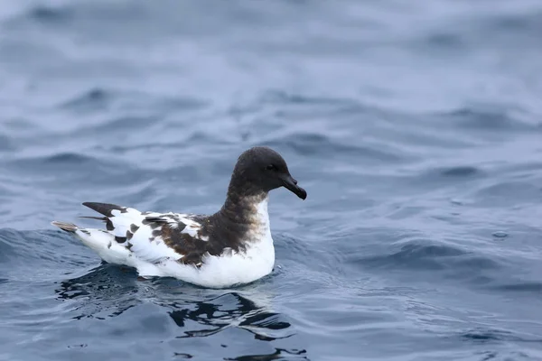 Cabo Petrel, Daption capense, no oceano — Fotografia de Stock