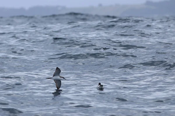 Fluttering Shearwater, Puffinus gavia, voo — Fotografia de Stock